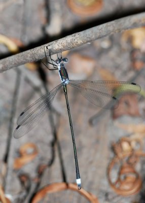 Swamp Spreadwing