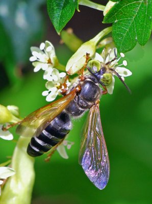 Square-headed Wasp (Tachytes distinctus)