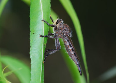 Promachus bastardii