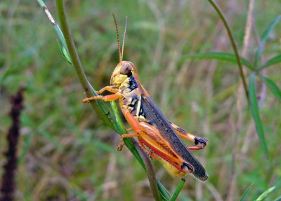 Red-legged Grasshopper (Melanoplus femurrubrum)