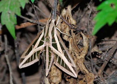 Banded Sphinx Moth
