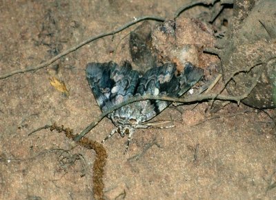 Penitent Underwing Moth (Catocala piatrix)