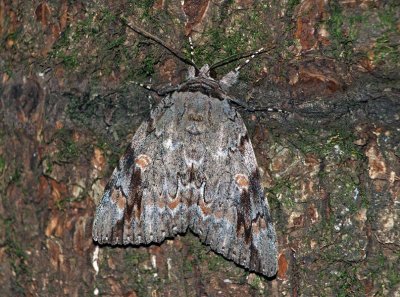 Sad Underwing Moth (Catocala  maestosa)