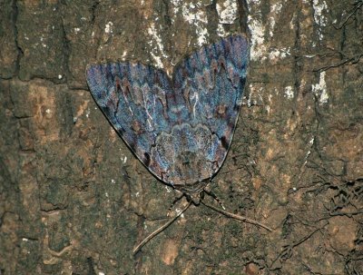 Epione Underwing Moth (Catocala epione)