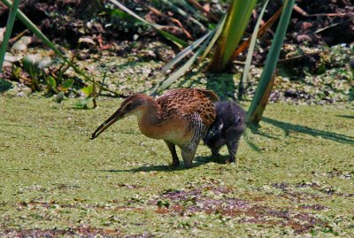 King Rail with chick.