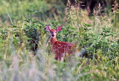 Fawn