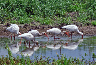 White Ibis