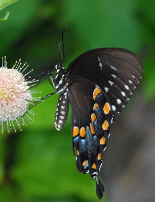 Spicebush Swallowtail