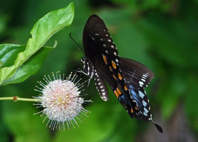 Spicebush Swallowtail