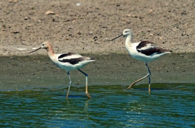 American Avocets