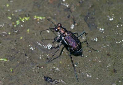 S-banded Tiger Beetle (Cicindelidia trifasciata)