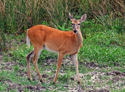 White-tailed Deer