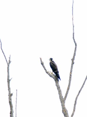 Peregrine Falcon