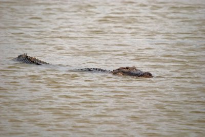 American Alligator