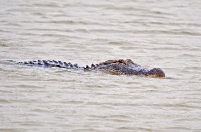 American Alligator