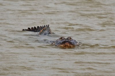 American Alligator