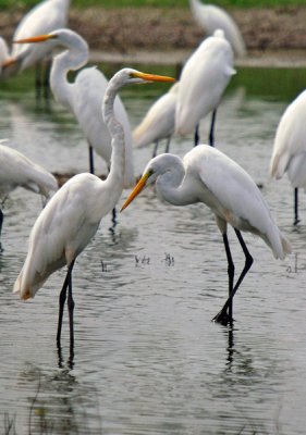 Great Egrets