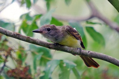 Flycatchers