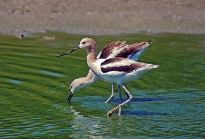 American Avocets