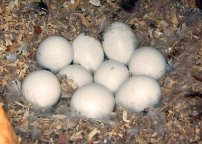 Black-bellied Whistling Duck eggs