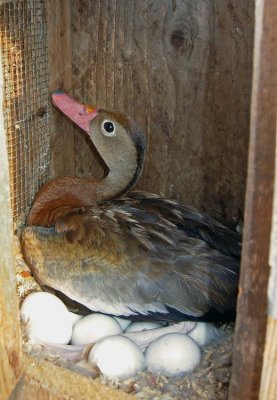 Black-bellied Whistling Duck on eggs