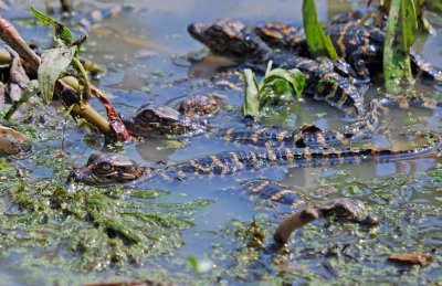 American Alligator hatchlings