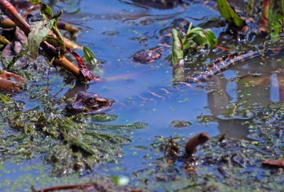 American Alligator hatchlings