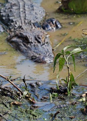 American Alligator guarding young