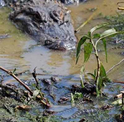 American Alligator guarding young