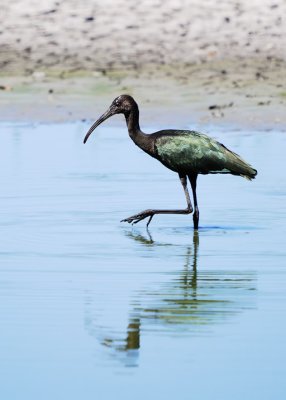 Plegadis species 