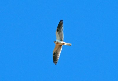 White-tailed Kite - juvenile