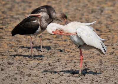 White Ibis