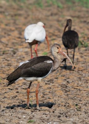 White Ibis