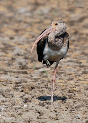 White Ibis