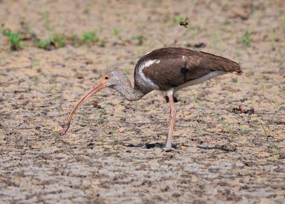 White Ibis