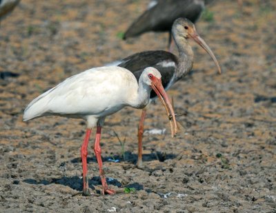 White Ibis