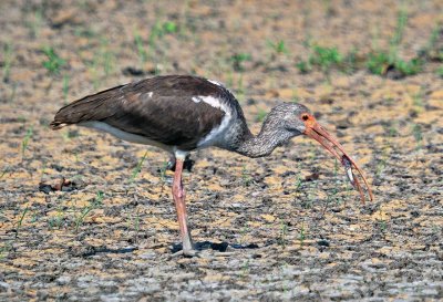 White Ibis