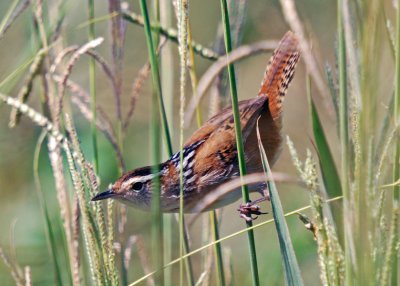 Marsh Wren