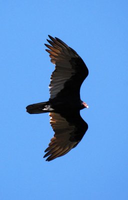 Turkey Vulture