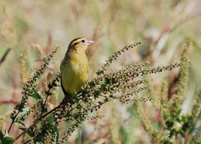 Bobolink (basic plumage)