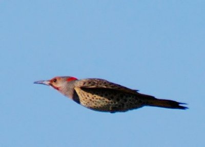 Northern Red-shafted X Yellow-shafted Flicker