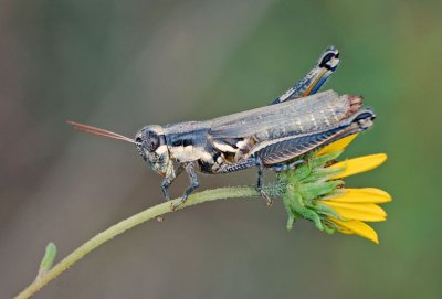 Atlantic Grasshopper (Paroxya atlantica)