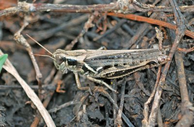Keelers Spur-throated Grasshopper (Melanoplus keeleri)