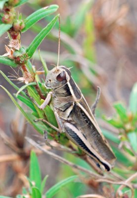 Two-striped Grasshopper