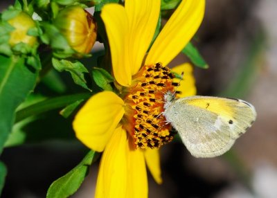 Dainty Sulphur