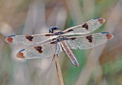 Twelve-spotted Skimmer   female