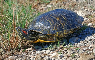 Red-eared Slider - female