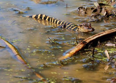 American Alligator young