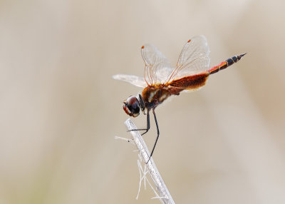 Striped Saddlebags