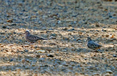 Common Ground-Doves